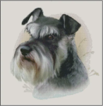 (image for) Schnauzer